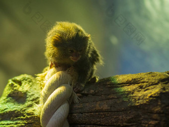 猴子树动物园俾格米人绒猴