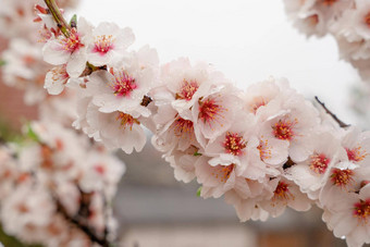 花杏仁树雪下雪<strong>春天</strong>一天美丽的自然场景盛开的树太阳耀斑<strong>春天</strong>花<strong>春天</strong>