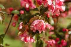粉红色的花盛开的苹果树特写镜头开花苹果树雨雨滴叶子