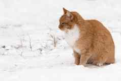 红色的猫冬天坐在雪地面之前宠物允许首页温暖的