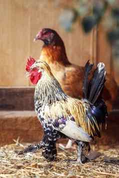 旋塞母鸡家禽有机农场有机农业可持续发展的经济自然农业