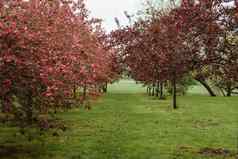 小巷粉红色的苹果树公园