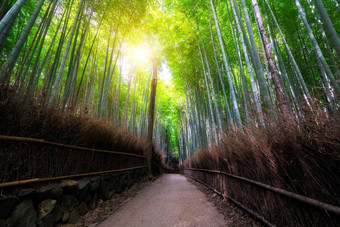 岚<strong>山竹子</strong>森林著名的的地方《京都议定书》日本