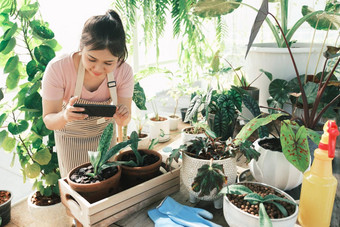 微笑年轻的女人采取智能<strong>手机图</strong>片植物小商店