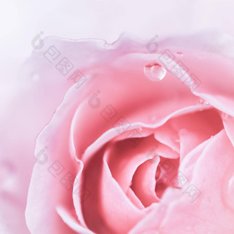 软焦点摘要花背景粉红色的玫瑰花宏花背景假期设计