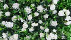 节日结婚背景布什白色玫瑰绣球花房间白色墙