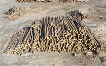 堆放加工过的树树干存储木材行业