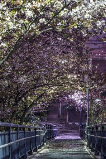 tonnel晚上樱桃花朵