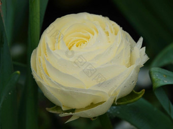 double-flowered白色波斯毛茛属植物