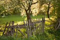 盛开的果园木栅栏春天日落