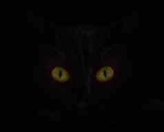 黑色的猫黑色的背景明亮的黄色的眼睛