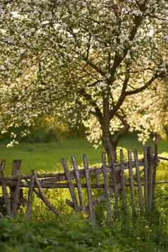 盛开的果园木栅栏春天日落