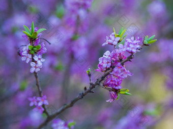 盛开的达芙妮mezereum美丽的丁香花花朵春天分支紫色的花mezereum丁香花大戟月桂树大戟橄榄