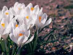 白色番红花日益增长的地面早期春天春天花盛开的花园春天草地完整的白色番红花群番红花白色番红花属开花关闭