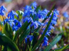 蓝色的花Scilla虾蛄盛开的4月明亮的春天花Scillabifolia特写镜头蓝铃花春天森林宏拍摄绿色软光模糊背景