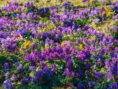 花春天fumewort紫堇属之植物固体照片花