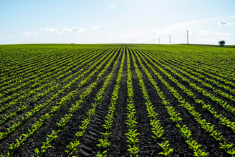 行玉米豆芽开始成长年轻的玉米幼苗日益增长的土壤农业概念