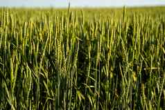 关闭耳朵年轻的绿色小麦日益增长的场农业