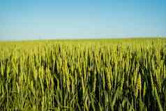 关闭耳朵年轻的绿色小麦日益增长的场农业