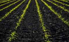 年轻的玉米幼苗日益增长的肥沃的土壤农业场成长年轻的玉米农村景观