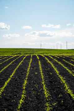 年轻的玉米幼苗日益增长的肥沃的土壤农业场成长年轻的玉米农村景观