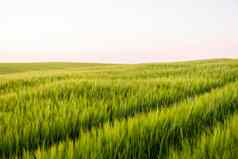 年轻的绿色大麦日益增长的农业场春天生谷物概念农业有机食物大麦发芽日益增长的土壤关闭发芽大麦日落