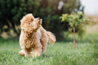 小狗桃子贵宾犬美丽的绿色草地幸福的运行向上主有趣的照片<strong>淘</strong>气的狗免费的空间文本