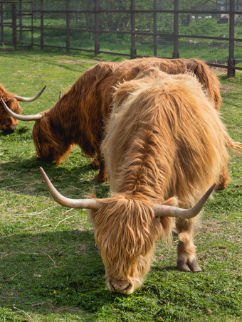 高地苏格兰品种乡村<strong>牛</strong>毛茸茸的<strong>牛</strong>吃新鲜的草围场