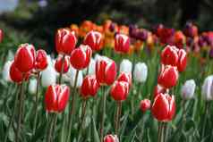 盛开的郁金香花圃库肯霍夫花花园库肯霍夫世界最大花郁金香花园公园南荷兰丽丝南荷兰荷兰