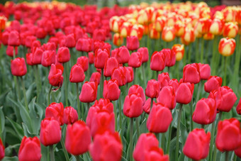 盛开的郁金香花圃库肯霍夫花花园库肯霍夫世界最大花郁金香花园公园南荷兰丽丝南荷兰荷兰