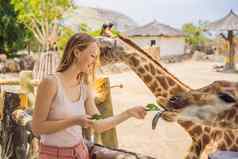 快乐女人看喂养长颈鹿动物园有趣的动物Safari公园温暖的夏天一天