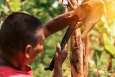 拉丁农民切割香蕉树桩弯刀农场尼加拉瓜