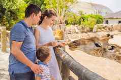 快乐妈妈。父亲儿子看喂养长颈鹿动物园快乐家庭有趣的动物Safari公园温暖的夏天一天