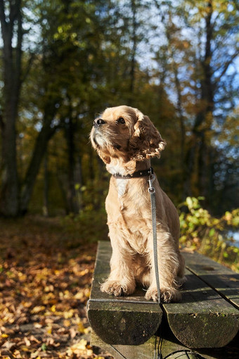 美国猎犬坐在木板凳上狩猎狗森林