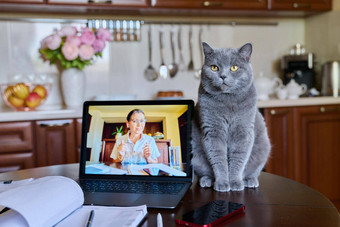 美丽的国内猫坐着首页办公室厨房表格移动PC