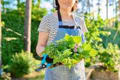 特写镜头篮子新鲜草本植物薄荷柠檬乳香迷迭香百里香