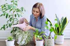 女人有爱心的室内植物锅浇水植物浇水