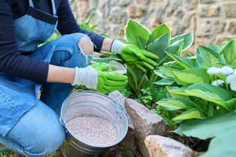 女人施肥花床上粒状矿物化肥布什hosta