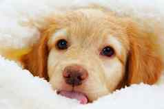 霍瓦沃特小狗可爱的动物的鼻口睡觉小狗白色毯子