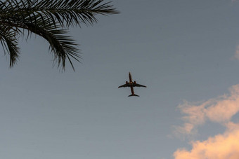 日落热带海滩椰子棕榈树轮廓飞机飞行