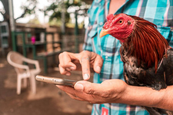 战斗公鸡增殖持有动物手臂检查细胞电话战斗竞技场利昂尼加拉瓜