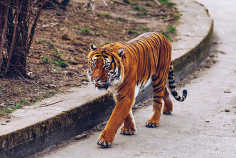 苏门答腊老虎豹属tigris苏门答腊布拉格动物园老虎布拉格动物园肖像老虎布拉格动物园捷克共和国