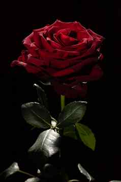 盛开的红色的玫瑰巴德水滴黑色的背景