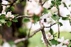 蜂蜜蜜蜂收集花粉苹果开花花蜜蜂收集花粉白色花果园蜜蜂授粉苹果树花飞行