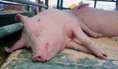 婴儿猪pigfarm山谷瑞典