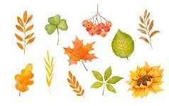 水彩向日葵秋天树叶子色彩斑斓的植物手画秋天插图孤立的白色背景