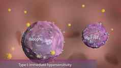 嗜碱细胞桅杆细胞免疫系统