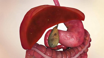 人类内部器官角色肝器官