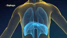 透明的人类肺呼吸系统黑色的回来地面孔径