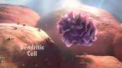 树突细胞抗原展示细胞哺乳动物免疫系统